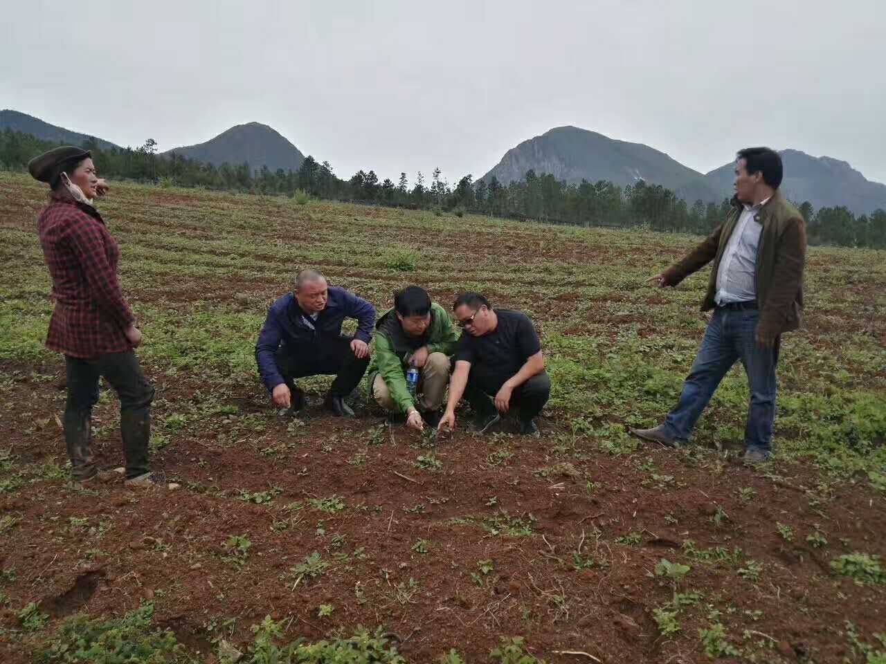 藜麦种植项目考察